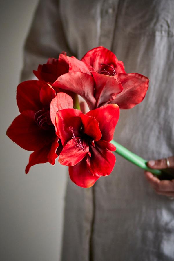 Amaryllis Red Artificial Flower Stem