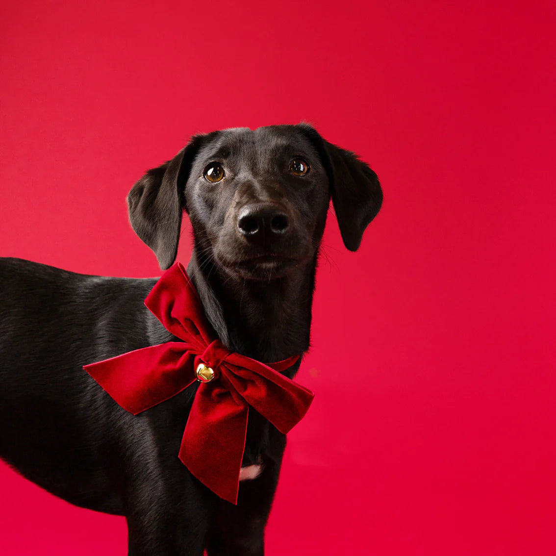 Pet Neck Bow