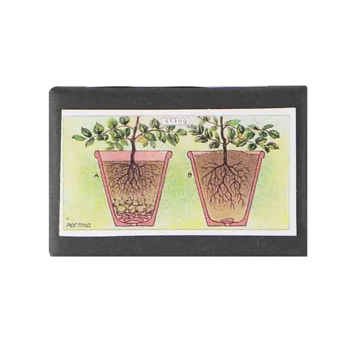 Gardener's Soap