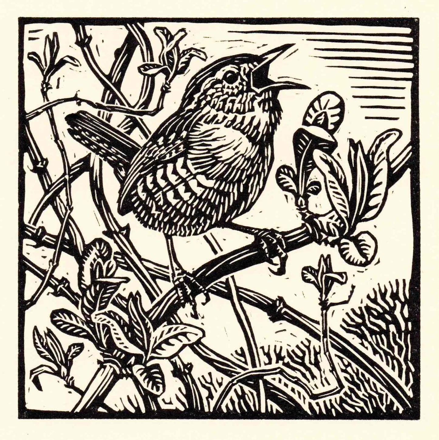 Wren Greeting Card