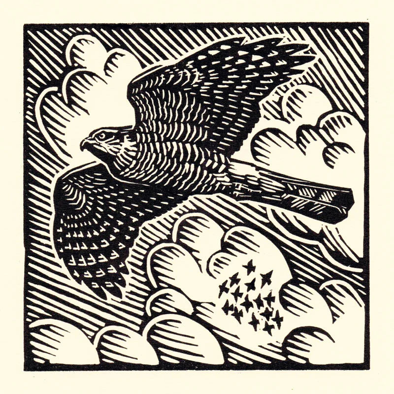 Sparrow Hawk Greeting Card