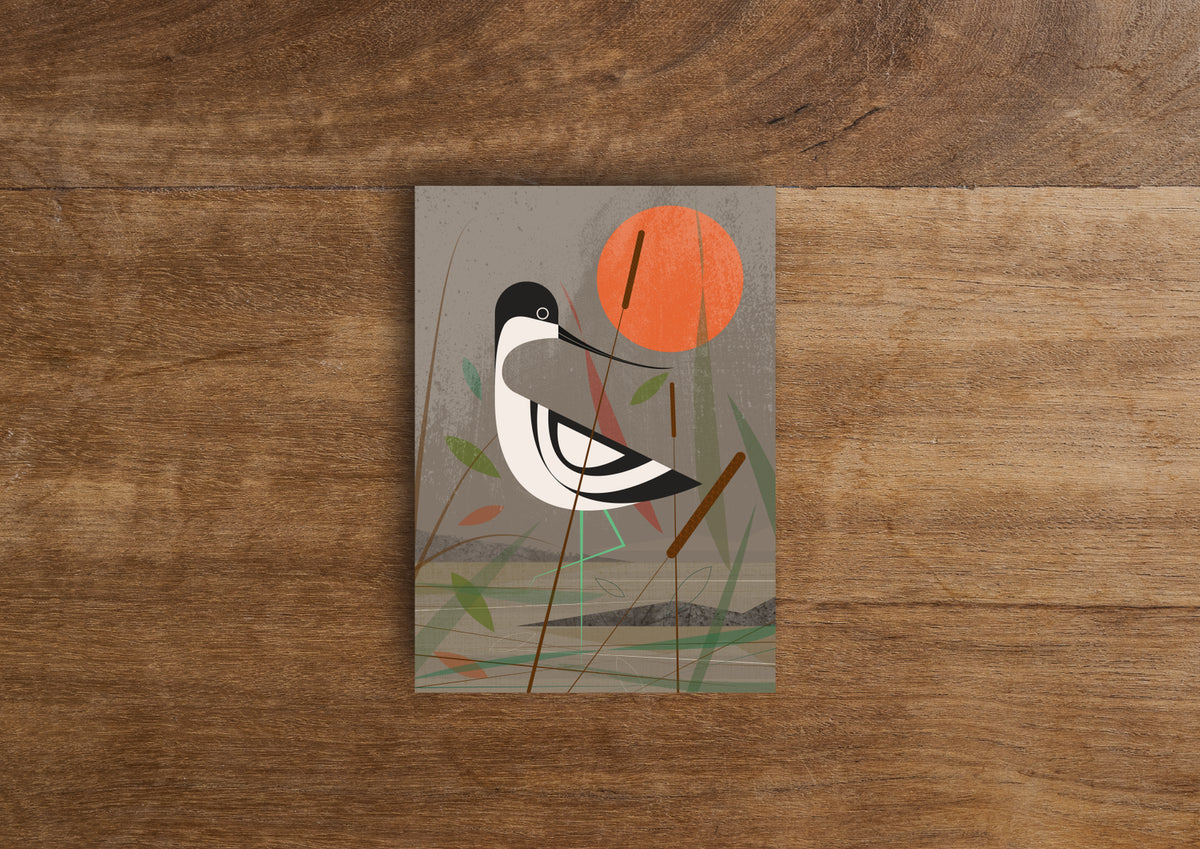 Avocet in the Shallows Greetings Card