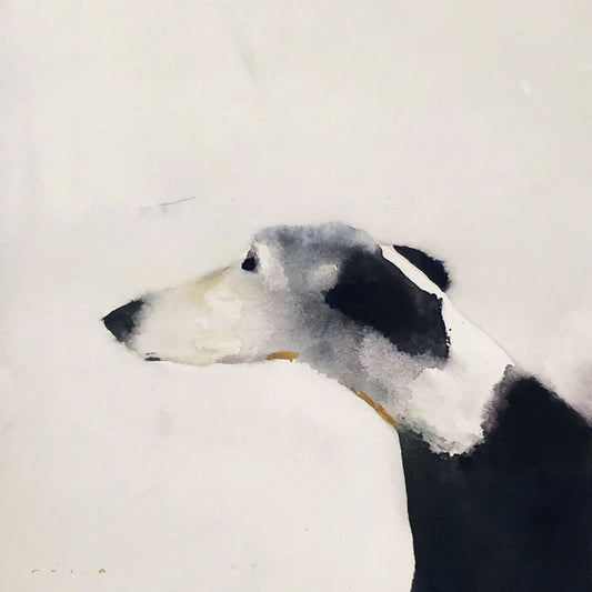 Spanish Greyhound Card