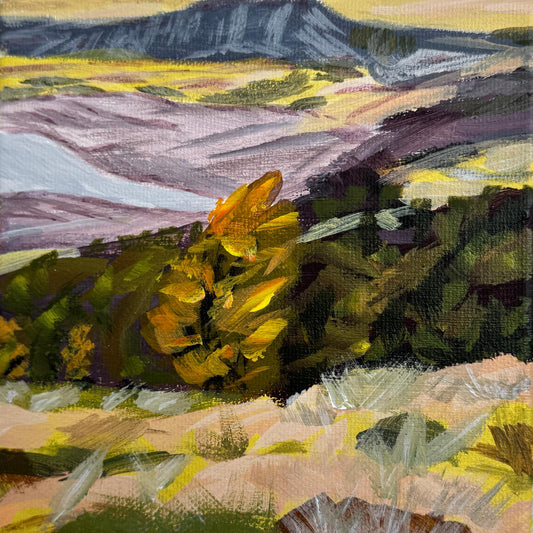 Patagonia Tree