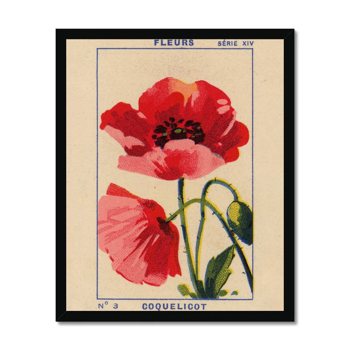 Coquelicot (Poppy) Fine Art Framed Print